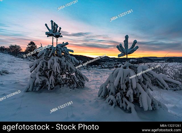 Winter, winter world, snow, juniper heather, sunrise, Swabian Alb, Baden-Wuerttemberg, Germany, Europe