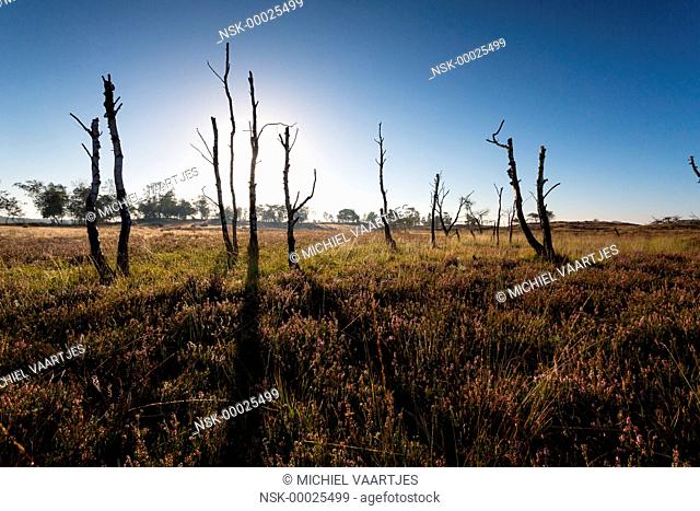 Dead trees on the Kalmthoutse heath, Belgium, Antwerpen, Photo isn't shot in city, Kalmthoutse heide