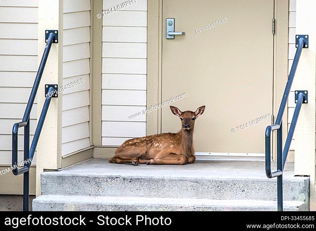 Portrait of an elk calf (Cervus canadensis) lying down in front of a door on a doorstep; United States of America