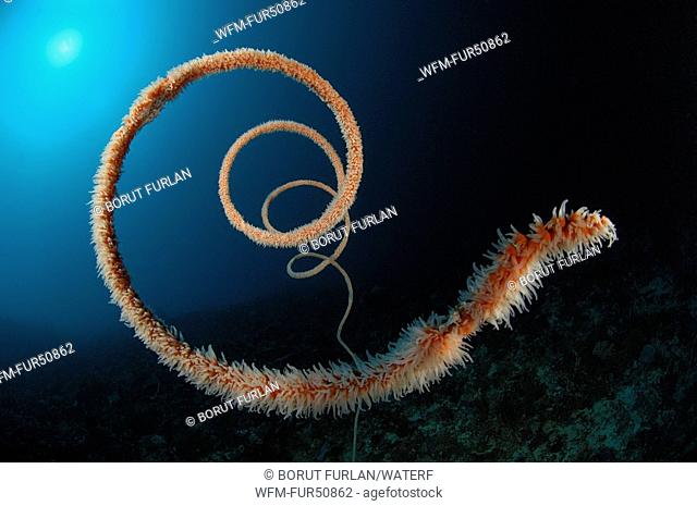 Screw Coral, Stichopathes spec., Alor, Lesser Sunda Islands, Indo-Pacific, Indonesia