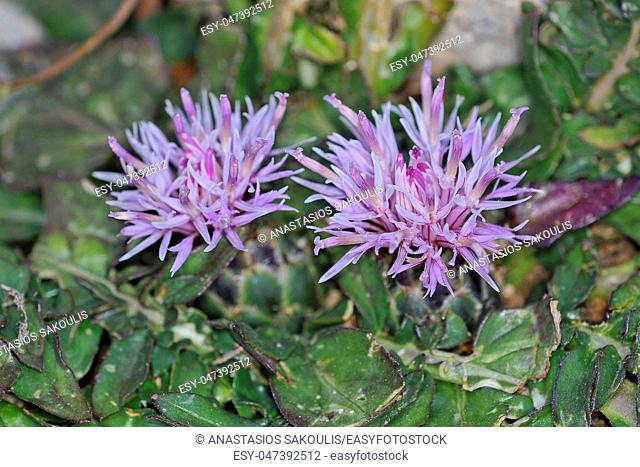 Flower of Centaurea raphanina, Crete