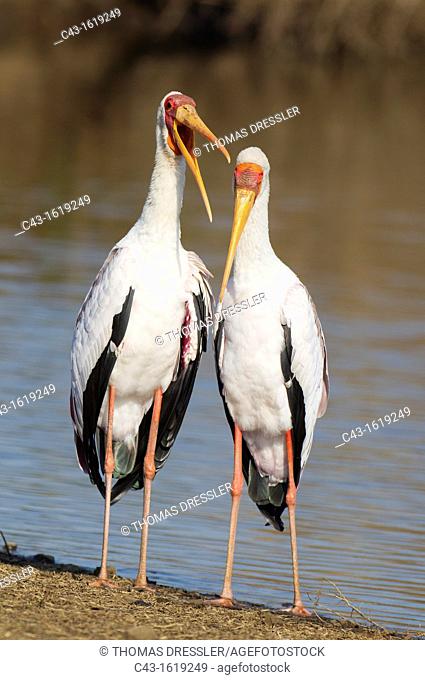 Yellow-billed Stork Mycteria ibis - Loving pair male on the left during the breeding season at the lakeshore  Sunset Dam, Kruger National Park, South Africa