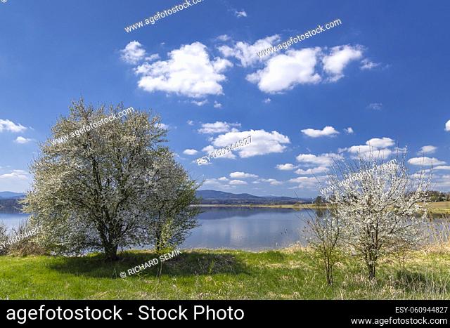 Tree in spring landscape, Dehtar pond, Czech Republic