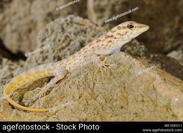 Abdel Kuri Rock Gecko (Pristurus abdelkuri) adult, resting on rock, Abd al Kuri Island, Socotra Archipelago, Yemen, Marsh, Asia