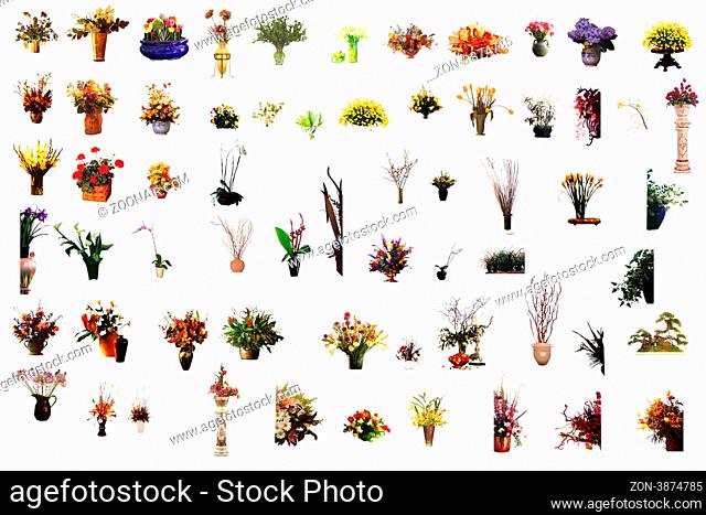 collection of flower houseplants in flower pot, isolated on white background