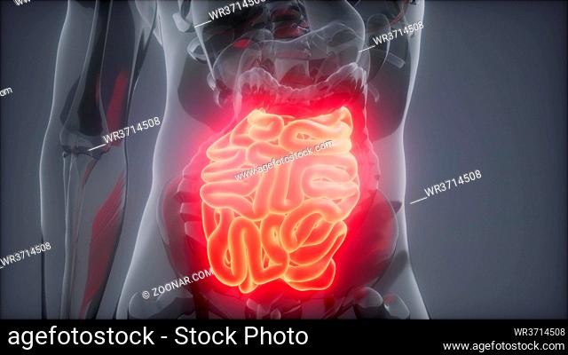 science anatomy scan of human small intestine glowing
