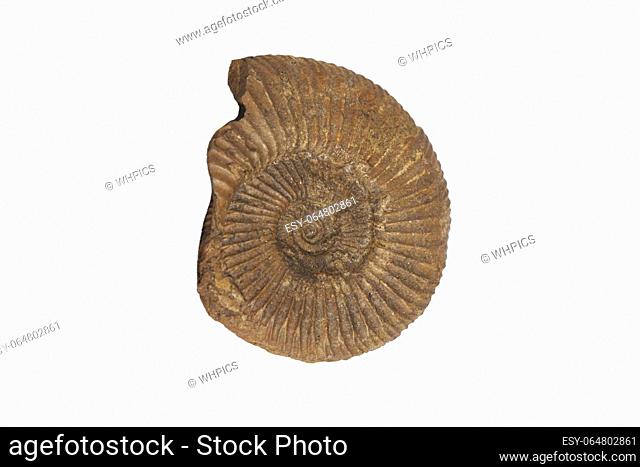 Ammonite fossil passendorferia teresiformis. Isolated over white background