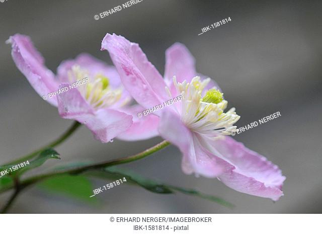 Clematis (Clematis montana 'Tetra Rose')