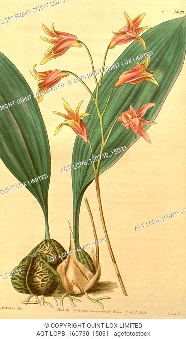 Botanical print by Augusta Innes Withers (nÃ©e Baker) (1793-1877), an English natural history illustrator or botanical artist