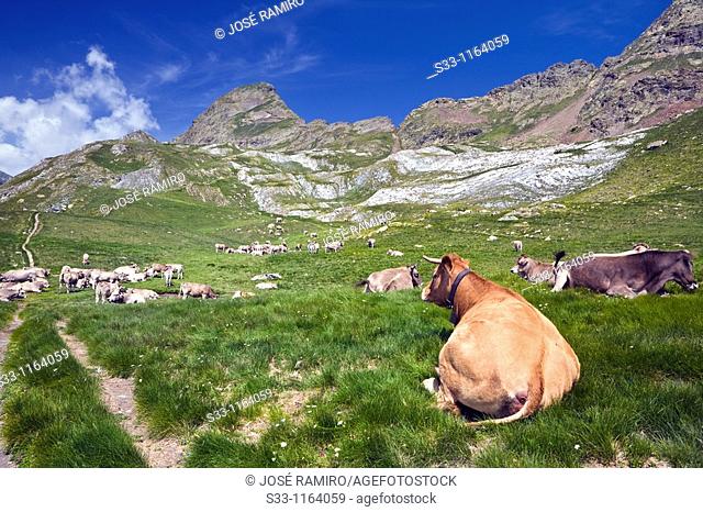 Cows graze and Salvaguardia Tuca Benasque Pyrenees Huesca Spain