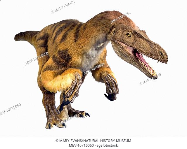 An animatronic model of the dinosaur Velociraptor created by Kokoro for the Natural History Museum's Dino Jaws exhibition running from 30th June 2006 to 15th...