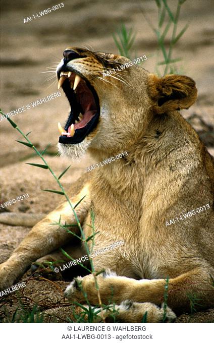 Lioness, Mala Mala, Mpumalanga, South Africa