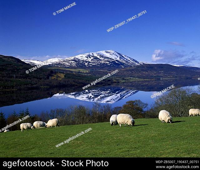 Schiehallion & Grazing Sheep, Loch Tummel, Tayside Region, Scotland