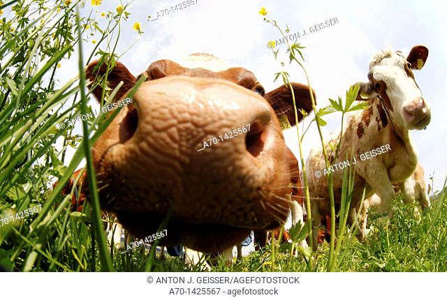 Cow , pasture , switzerland