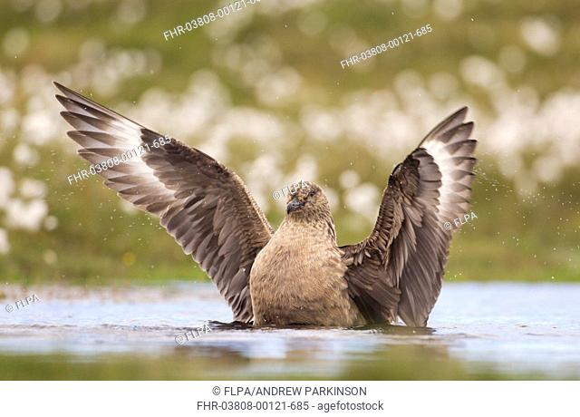 Great Skua Stercorarius skua adult, stretching wings, bathing in freshwater pool, Shetland Islands, Scotland, june