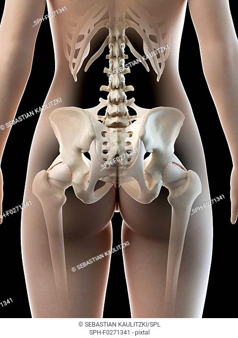 Female hip bone, illustration