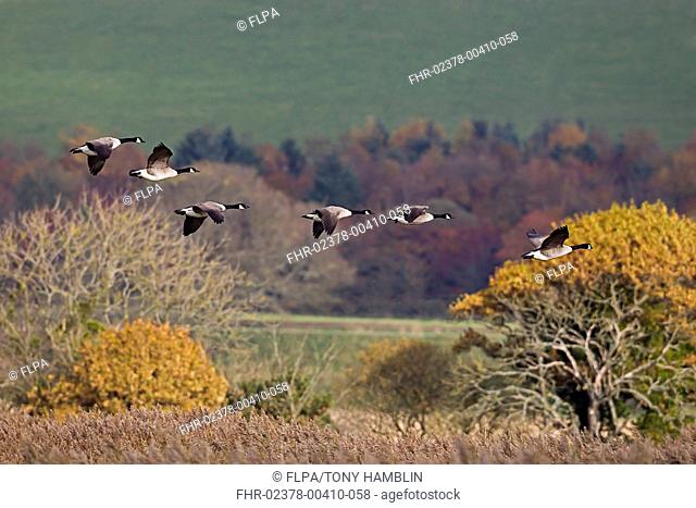 Canada Goose Branta canadensis introduced species, six adults, in flight, Mersehead RSPB Reserve, Dumfries and Galloway, Scotland, november