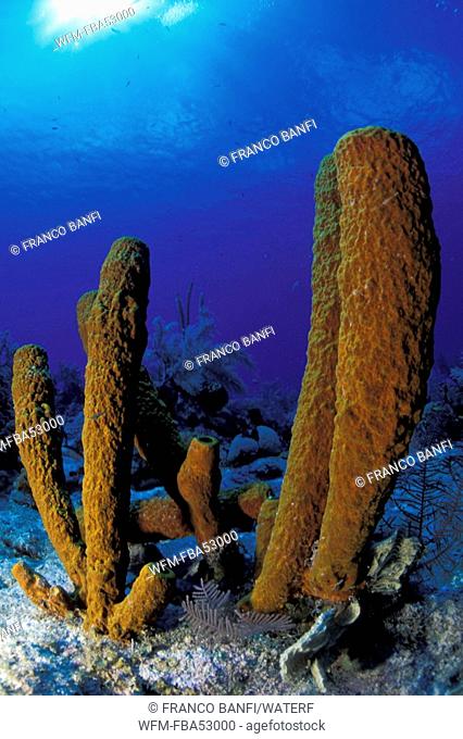 Yellow Tube Sponge, Aplysina fistularis, Caribbean, Turks and Caicos Islands