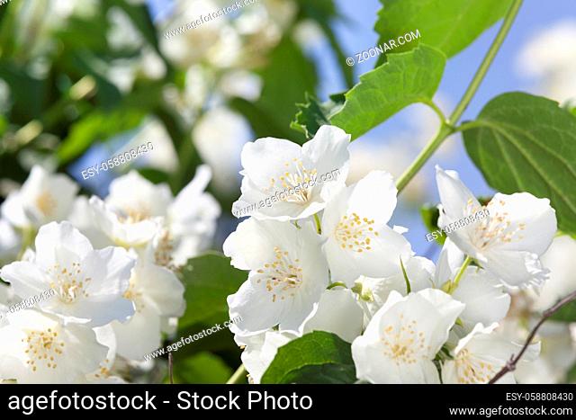 beautifully smelling flowers of white blossoming jasmine in the spring season. Photo close-up, focus on foreground