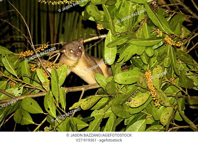 Kinkajou, Potos flavus, foraging in the treetops at night  Photographed in Costa Rica