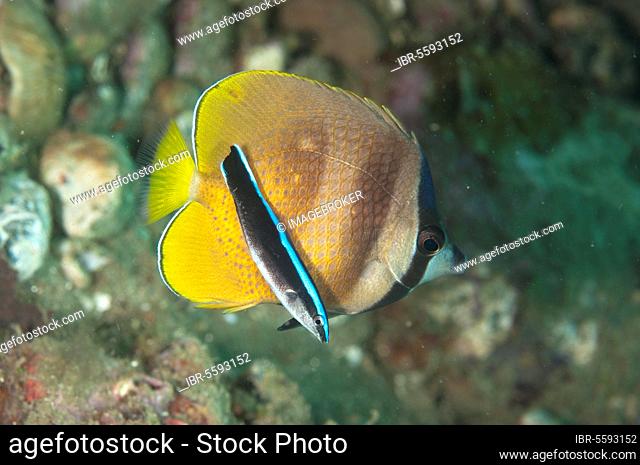 Small sunburst butterflyfish (Chaetodon kleinii) adult, with juvenile bluestreak cleaner wrasse (Labroides dimidiatus), Ambon Island, Indonesia, Asia