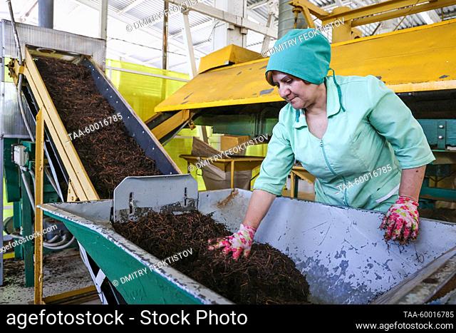 RUSSIA, KRASNODAR REGION - JUNE 23, 2023: A woman sorts tea leaves dried at the Matsesta Tea Factory in the village of Izmailovka, Khostinsky District