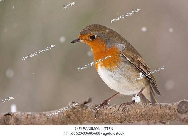 European Robin Erithacus rubecula adult, perched on branch during snowfall, England, winter