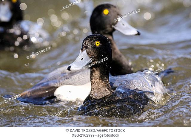 Lesser Scaup Ducks Aythya affinis, Choptank River, Chesapeake Bay, Cambridge, Maryland
