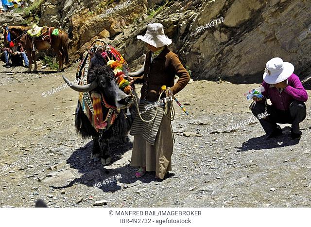 Yak and female guide, ready for an tourist excursion, Tibet