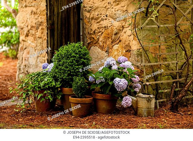 A garden cottage with hydrangeas and boxwoods in terra cotta pots.Georgia USA