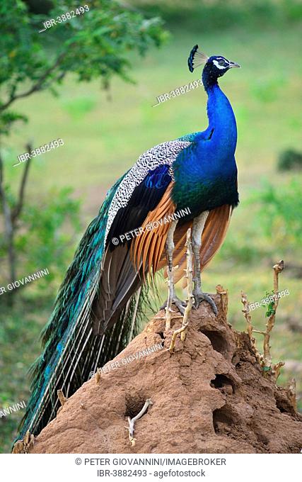 Blue Peacock (Pavo cristatus), male, standing on a termite mound, Bundala National Park, Southern Province, Sri Lanka