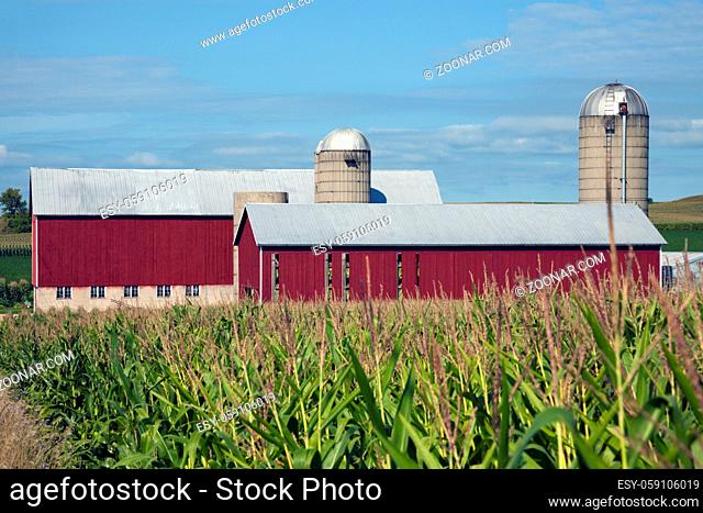 Corn and Red Farm Buildings