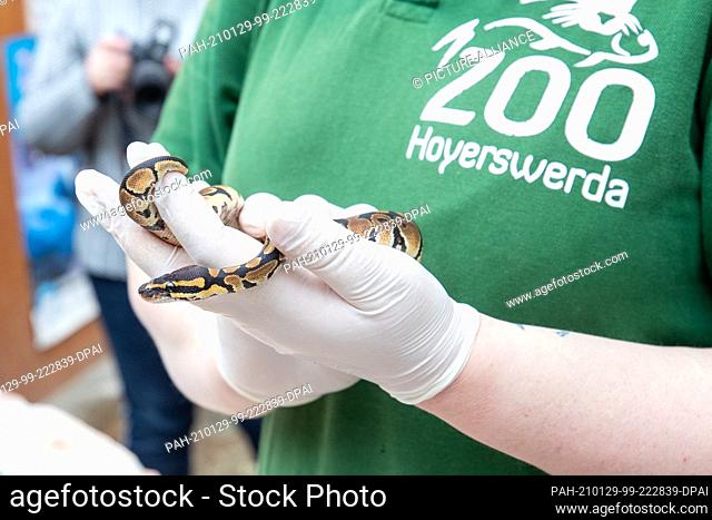 29 January 2021, Saxony, Hoyerswerda: A young royal python is measured by an animal keeper. During the annual inventory, all the zoo's animals were weighed and...