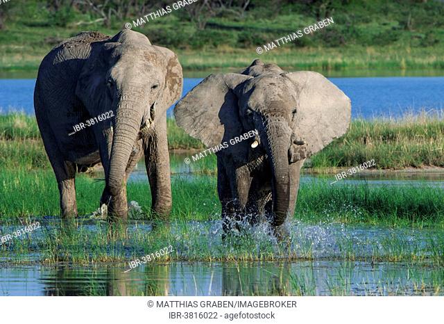 African elephants (Loxodonta africana) at the Namutoni waterhole, Etosha National Park, Namibia