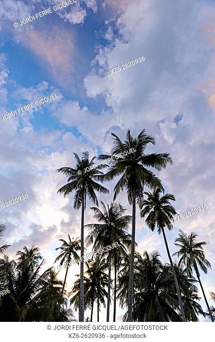 Silhouette of coconuts palms at sunset, Koh Kood island, Ko Kut district in Trat Province, Thailand, Asia