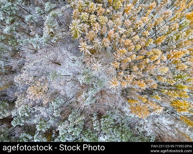 25 November 2023, Brandenburg, Treplin: Trees in a forest are covered in snow (aerial view with a drone). The yellow needles of the larch trees are particularly...