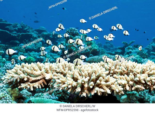 Indian Dascyllus Damselfish in Table Coral, Dascyllus carneus, Thaa Atoll, Maldives