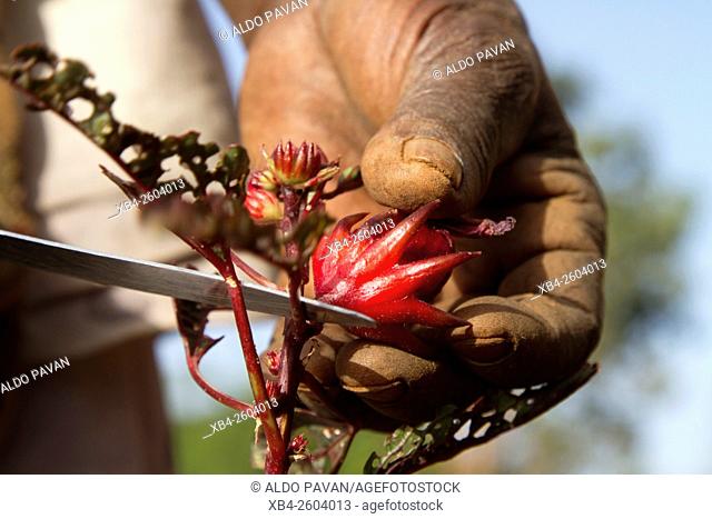 Kenya, Meru, Meru Herbs, karkade (hibiscus)