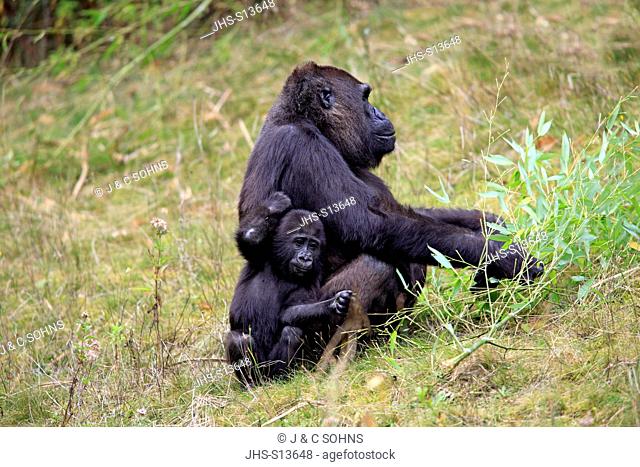 Lowland Gorilla, (Gorilla gorilla), Africa, adult female with young feeding