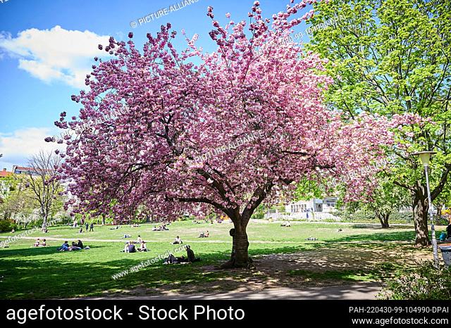 26 April 2022, Berlin: A tree blooms pink-pink in the vineyard park, while people lie and sit on the grass. Photo: Annette Riedl/dpa
