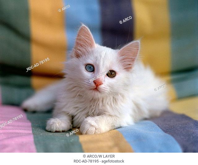 Turkish Angora Cat odd-eyed
