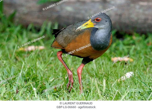 Bird, Saracura-three-pots, Râle Cayenne, Ilha do Mel, Encantadas, , Paraná, Brazil