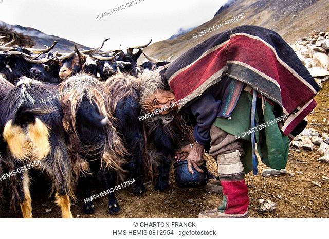 Nepal, Karnali Zone, Dolpo Region, Charkha, nomad camp, evening milking