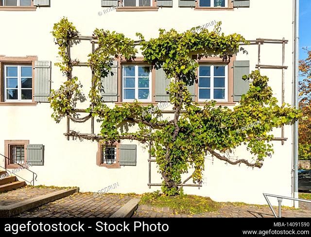 germany, baden-wuerttemberg, sulz am neckar, kirchberg monastery, grape trellis on the administration building