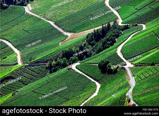 Vineyards on terraces, Rhone Valley, Fendant Wine Region near Sion, Bernese Alps, Valais canton , Wallis canton, Switzerland, Europe