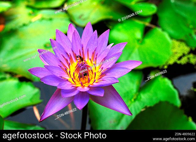 Blue water lily blooming in a summer pond
