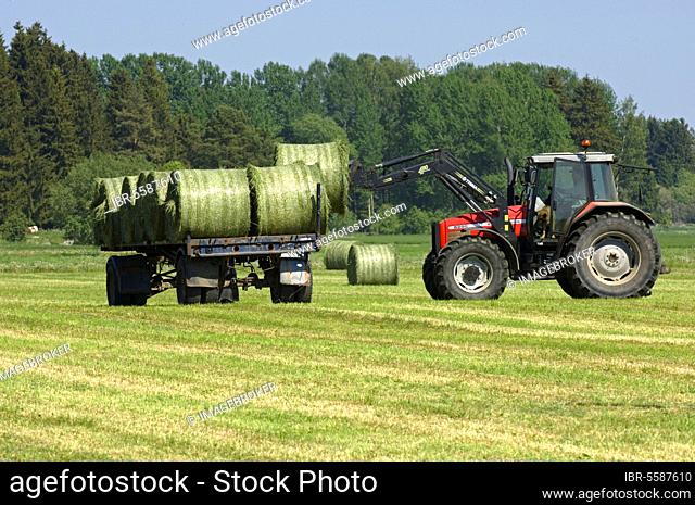 Silage round bales loaded on trailer with Massey Ferguson 6290 tractor with front loader, Sweden, Europe