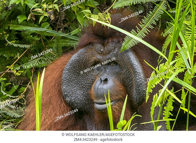 Portrait of a male Orangutan (Pongo pygmaeus) on an Orangutan Island (designed to help the orangutans in their rehabilitation) at Samboja near Balikpapan