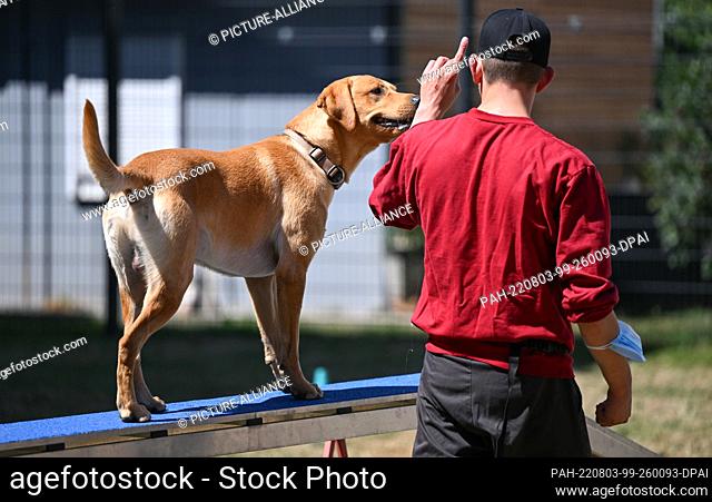 03 August 2022, Hessen, Gelnhausen: A juvenile detainee leads the Labrador ""Malouk"", trained as a rescue dog, over an obstacle course in the courtyard of the...