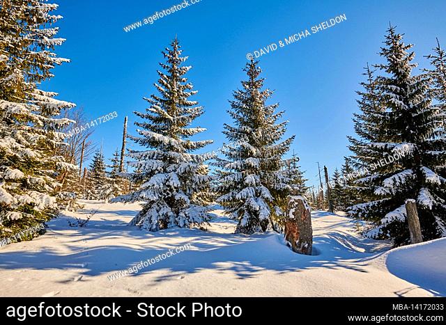 spruce trees (picea abies) on mount lusen in winter, bavarian forest, bavaria, germany